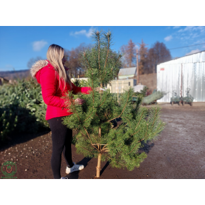 Borovica lesná (Pinus Sylvestris) - výška 180-190 cm, rezaná